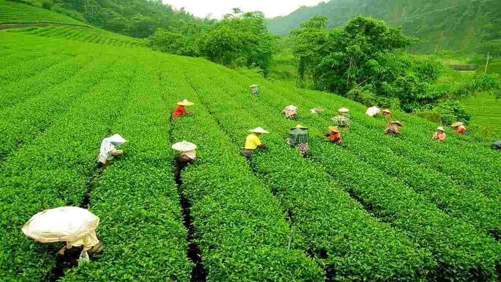 Darjeeling Tea Garden